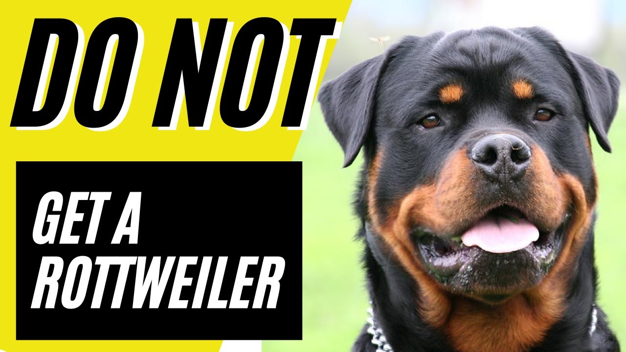 7 Reasons why you SHOULD NOT get a Rottweiler