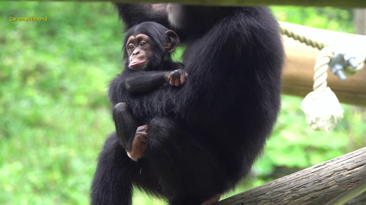 Sep 2019 Tama zoo chimps #7.2