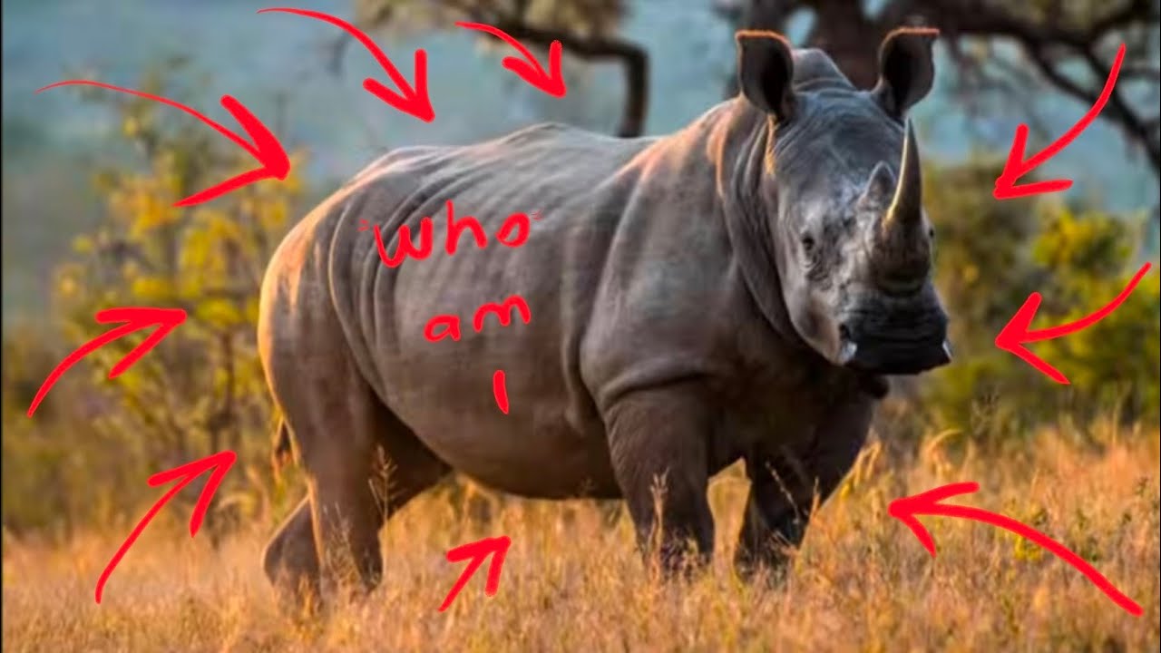 The White Rhino: Africa’s 5,000-Pound Gentle Giant 🦏 | The Untold Story🔥