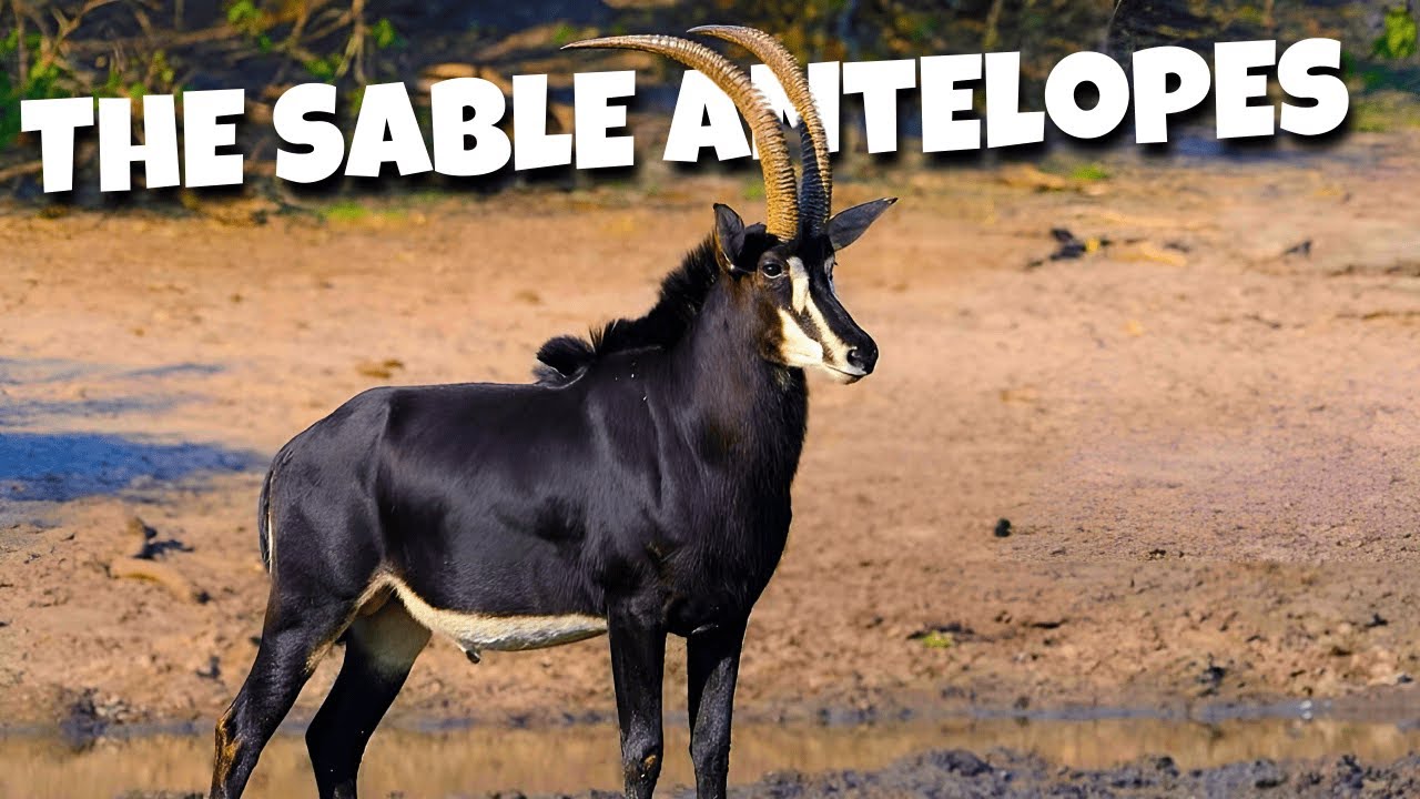 The Secret Lives of Sable Antelopes