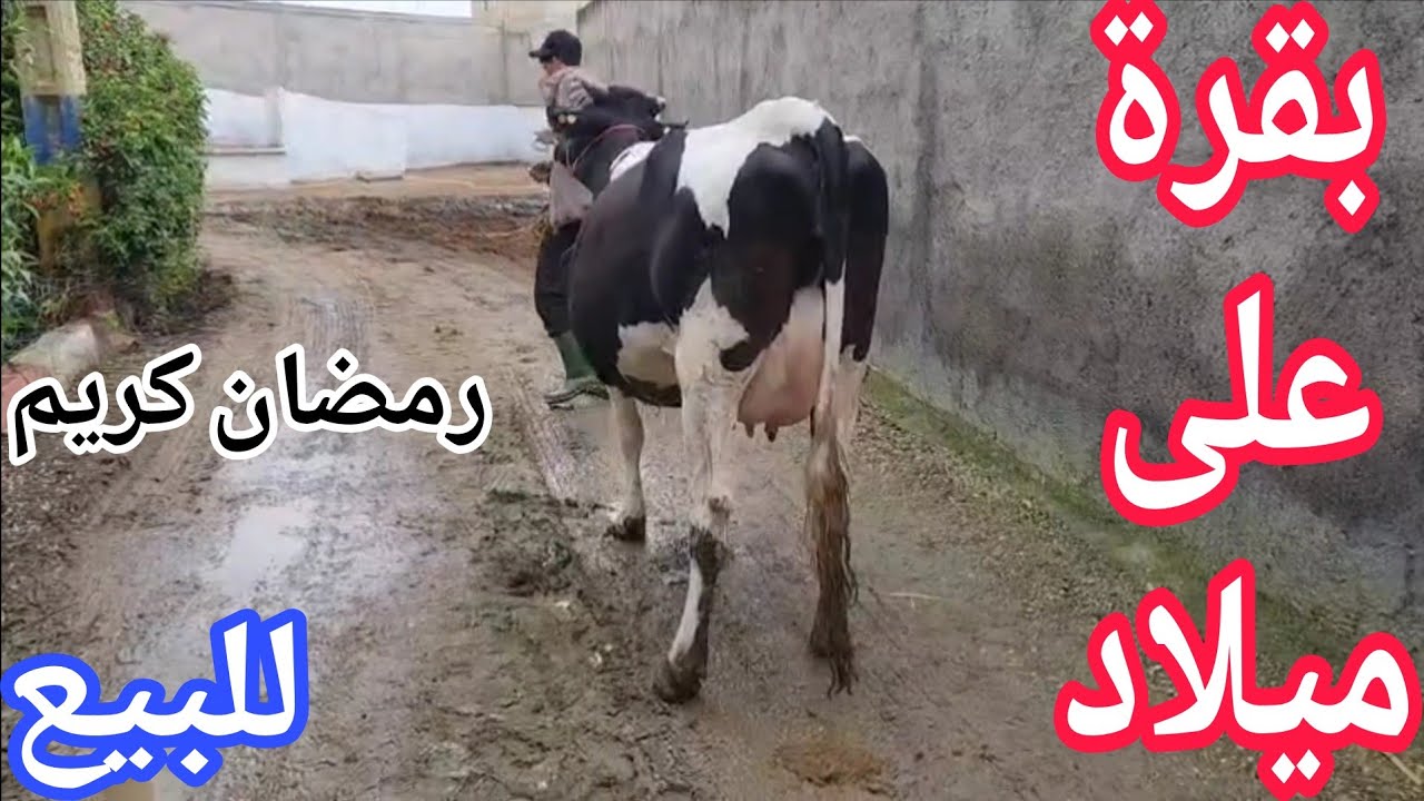 تباااارك الله💫 بقرة على ميلاد 💥إتصل 06.66.21.69.68 📞ألو سي يوسف نواحي الغرب🇲🇦 