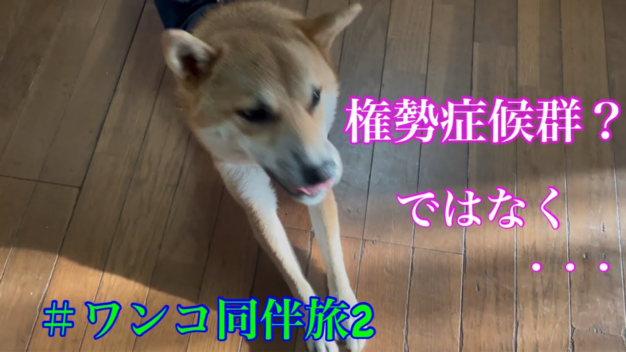 権勢症候群？＃ワンコ同伴旅2