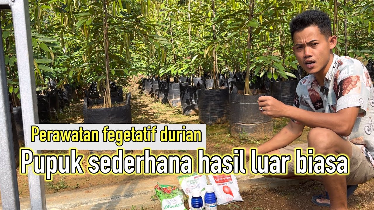 Perawatan masa fegetatif durian