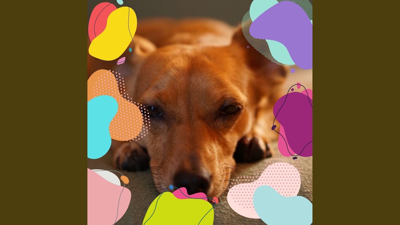 Spectacular Moods for Dog Rewards