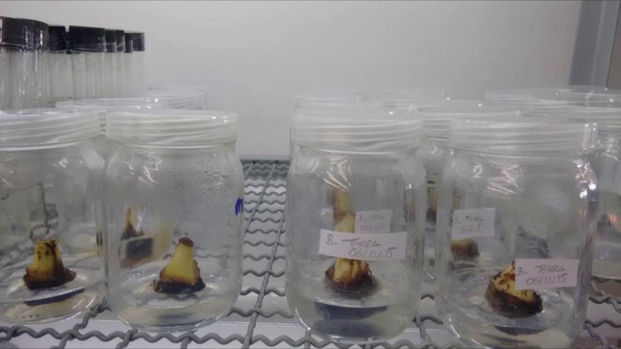 Mudas micropropagadas de bananeira