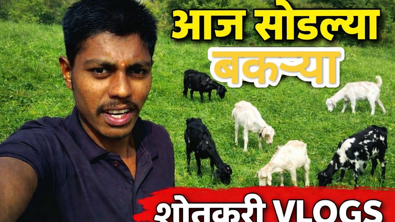 आज सोडल्या  बकऱ्या #shetkari vlogs 😍🥰🔥💫