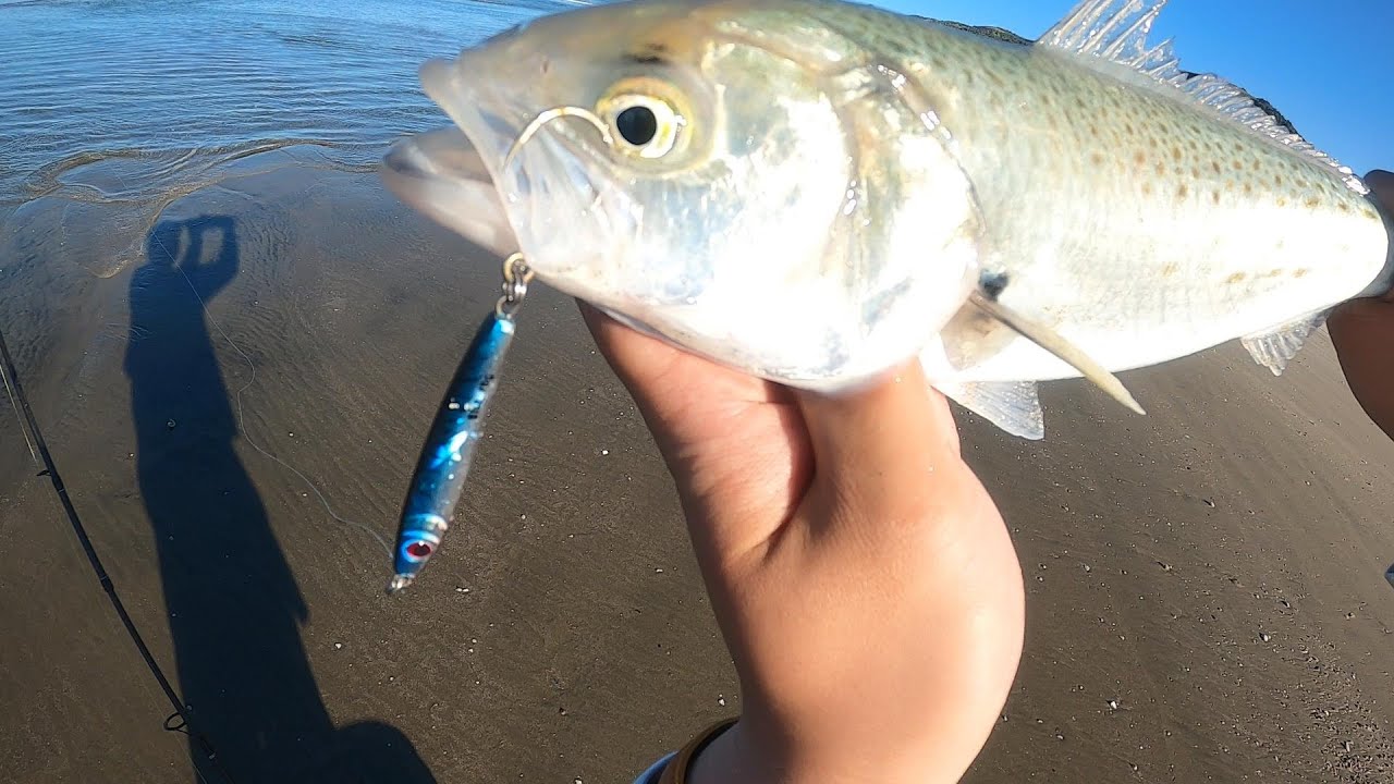 The Joys and Challenges of Spin Fishing for Kahawai - NZ Beach Fishing