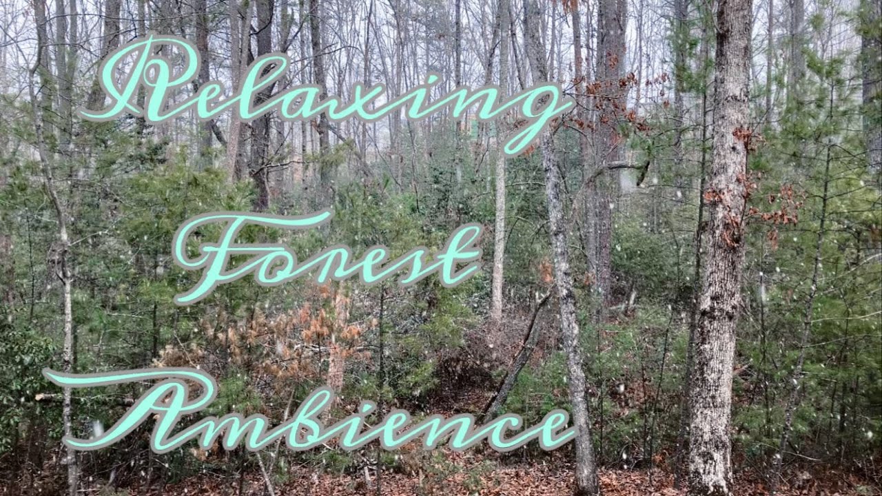 Relaxing Flurries in the Woods
