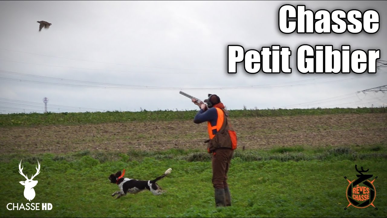 GRANDE JOURNÉE DE CHASSE AUX PERDREAUX DANS LE PAS-DE-CALAIS ! LES CHIENS NOUS RÉGALENT !