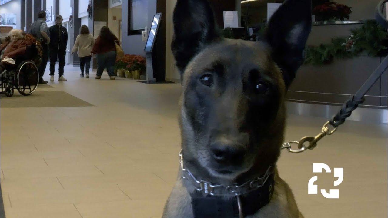 Hospital Security: A Dog's Perspective