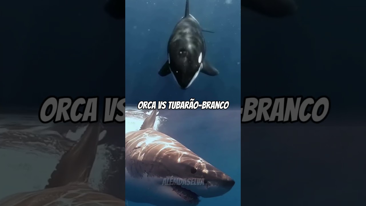 😱😱 As Maiores Rivalidades no Reino Animal #shorts #curiosidades #fauna #animais