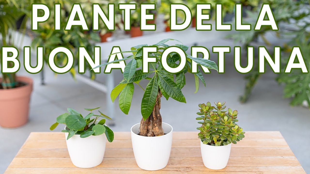 Piante che portano soldi? Ecco qualche idea di buona fortuna 😎