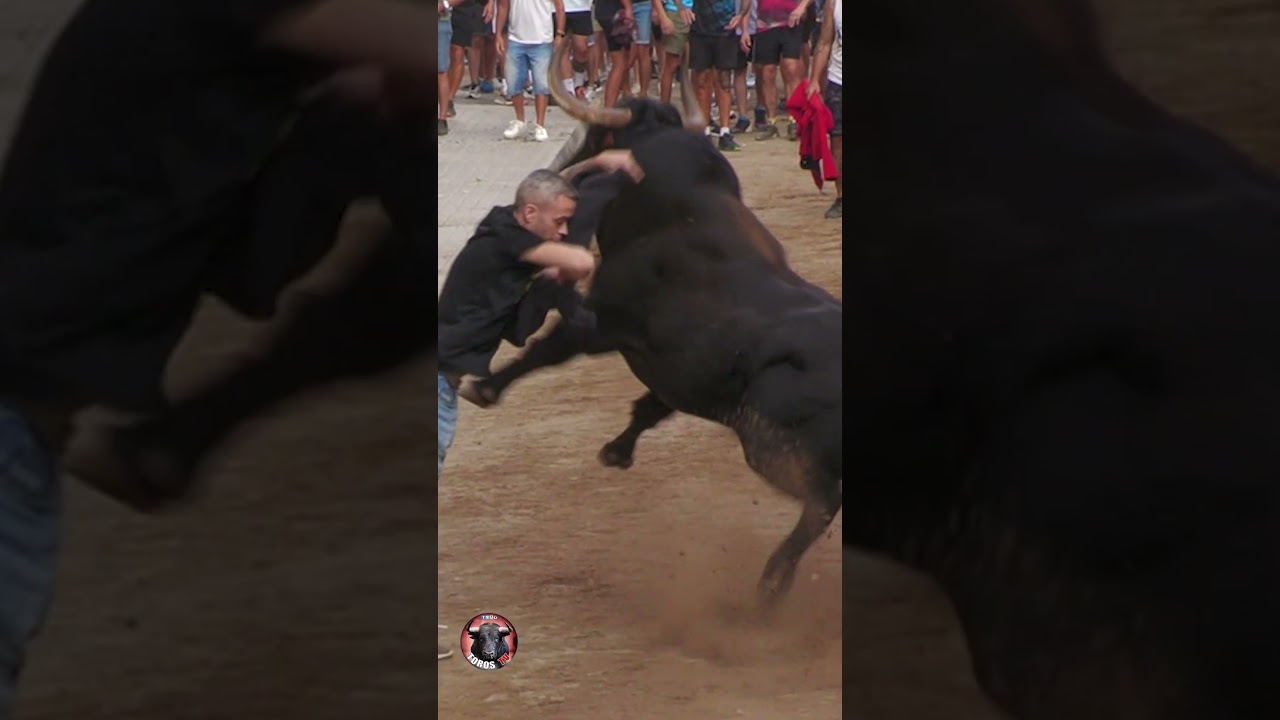 ❤️✅ 3 TORACOS GUAPOS EN LA POBLA MORATALL 2024 ◾TOROS TV #toros #torostv #bull