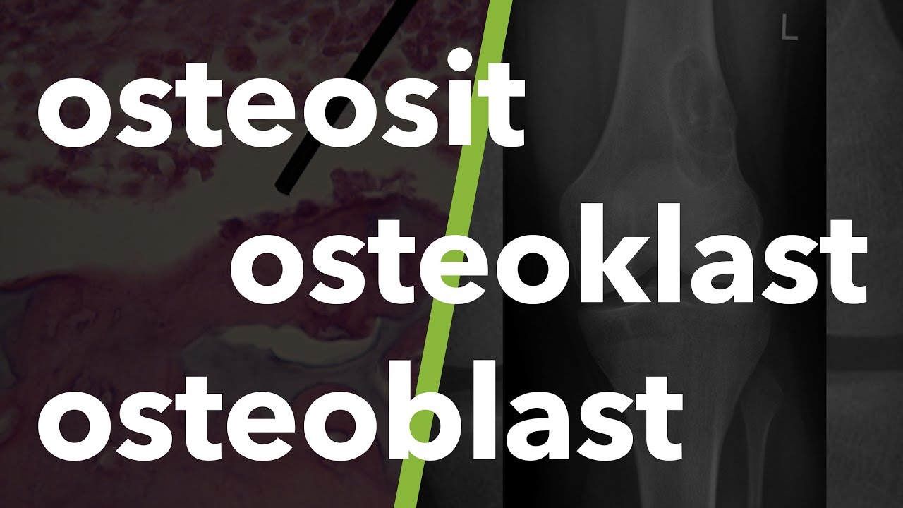 Kas ve İskelet Sistemi Terminolojisi: osteosit, osteoklast, osteoblast #8