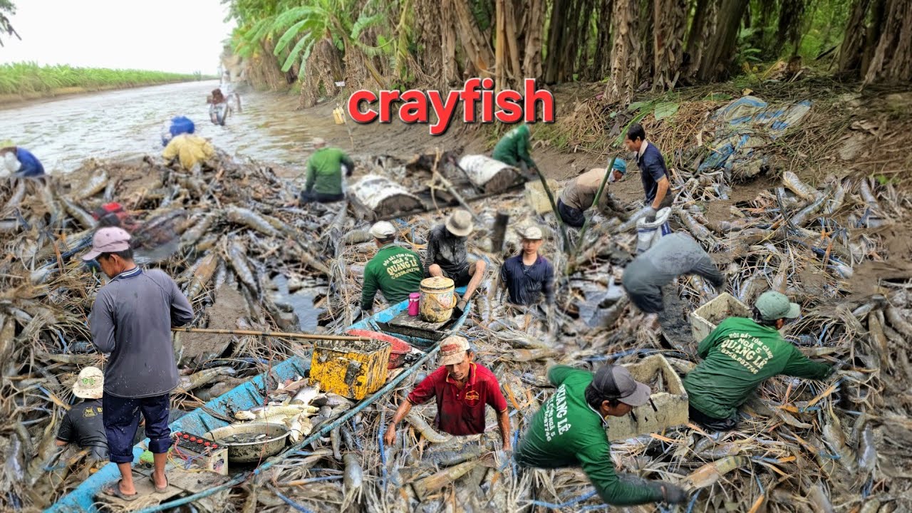 Bắt Bầy Tôm Càng Ăn Tết Kết Quả Bất Ngờ Gần 1 Tấn | Crayfish