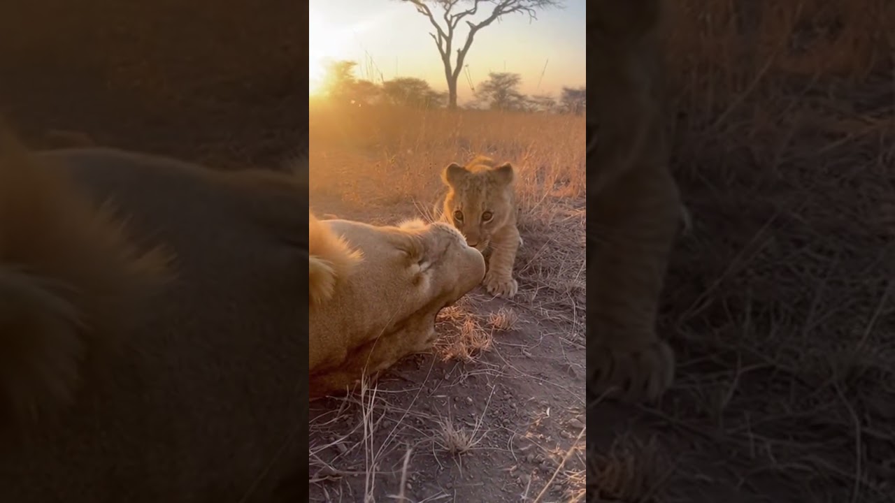 Cub Startles Sleeping Parent with Tiny Roar 🦁😲💛 