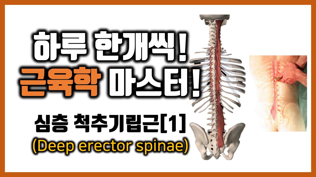 #4-8 (1)심부 척추기립근의 해부학 - 