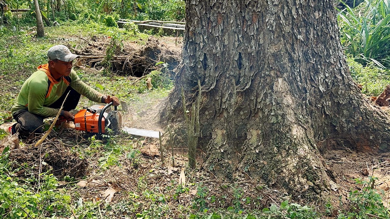 Woodcutting skills‼️ Cut down a tall and large trembesi tree, Stihl ms 881.