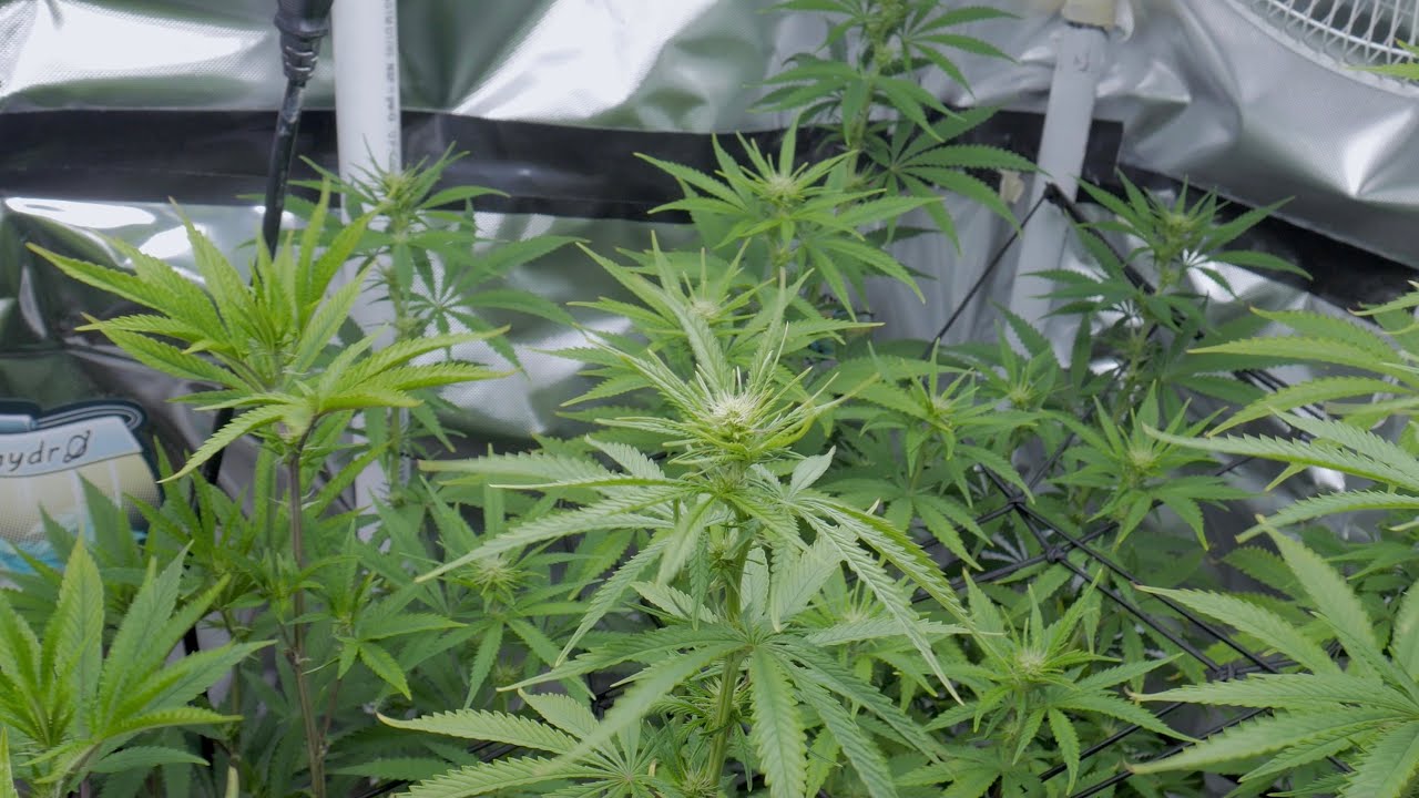 How To Grow Weed - PlugTalk101 ( S6 Ep16 / Day 11 of Flower )