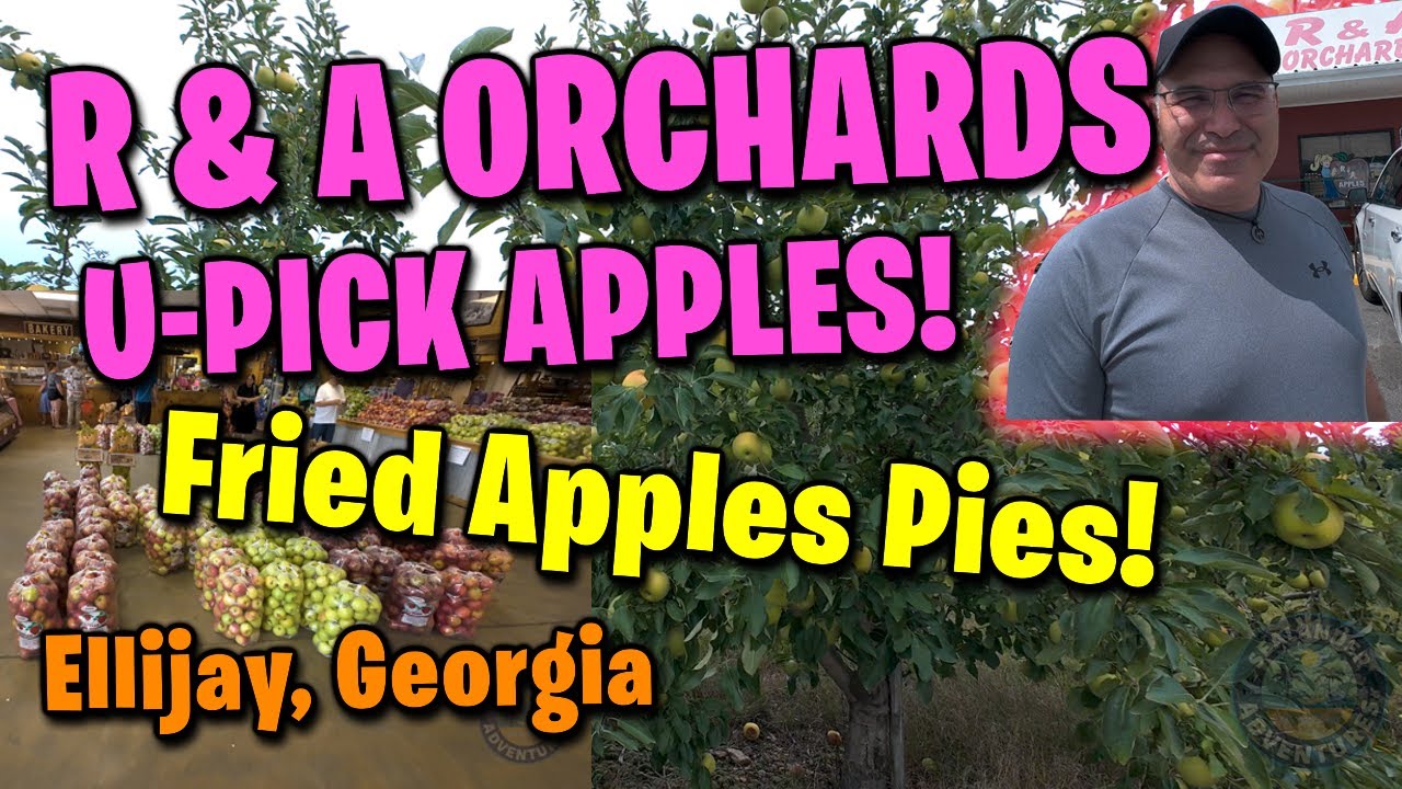 R&A ORCHARD U-PICK APPLES, ELLIJAY, GEORGIA