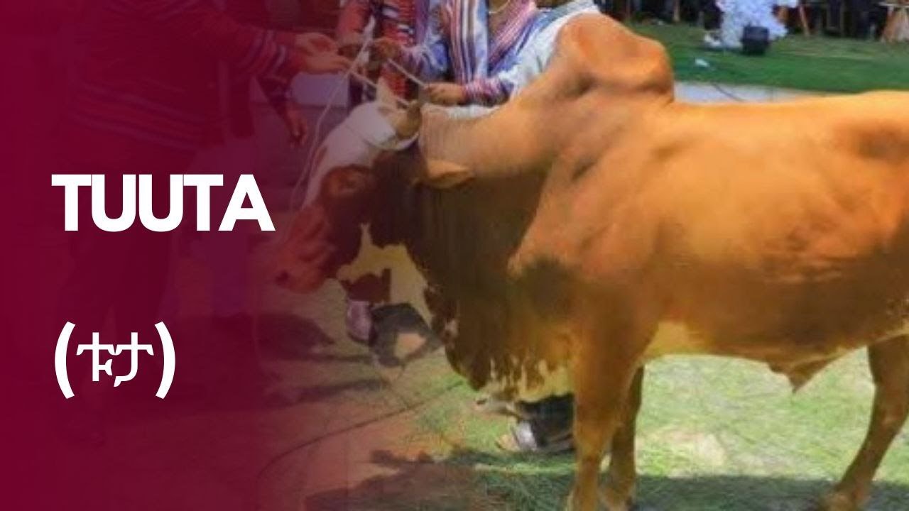 Tuuta, Sheemaata