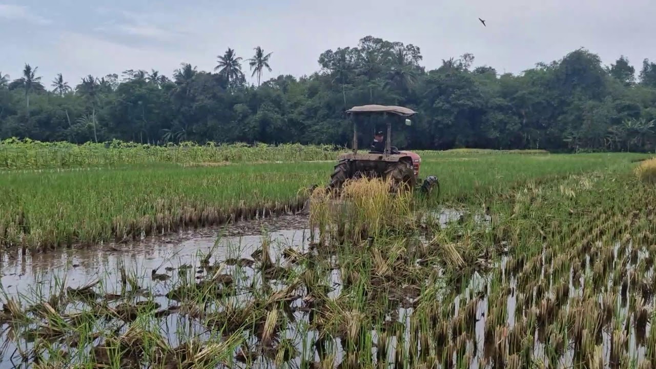 SMART FARMER TRICKS: PERFECT RICE FIELD PREPARATION WITH HIGH-TECH MACHINES! - Agriculture Gardening