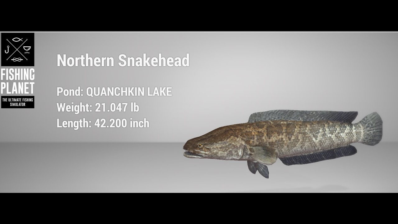 Fishing Planet - St Patrick's Day - Quanchkin Lake - Snakehead