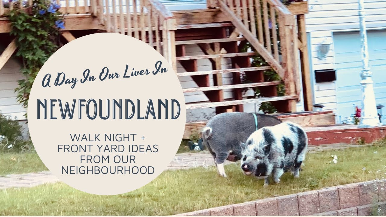 Front Garden Ideas From the Neighbourhood 🌱|St. John’s Newfoundland and Labrador