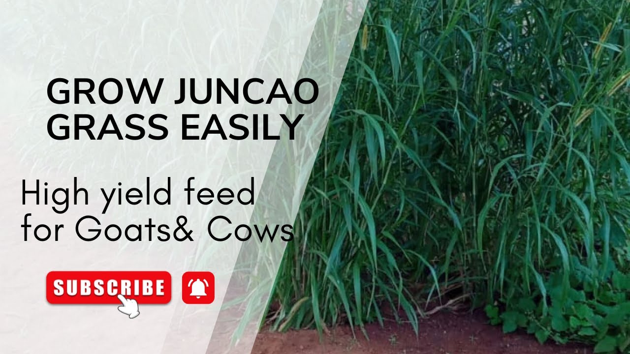 How To Grow Juncao Grass for Goats and Cows -High Yield ,Low Cost #bridgingknowledgegap #animalfeed