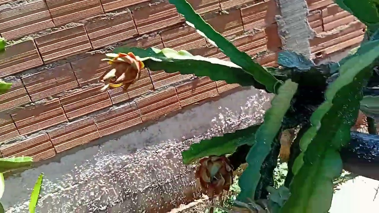 ATUALIZAÇÃO 10/01/2026,MUITOS BOTÕES FLORAIS,FRUTAS MADURANDO 