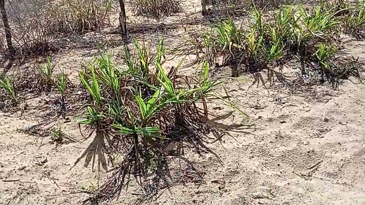 Hoje a terra amanheceu molhada na serra de Santana 