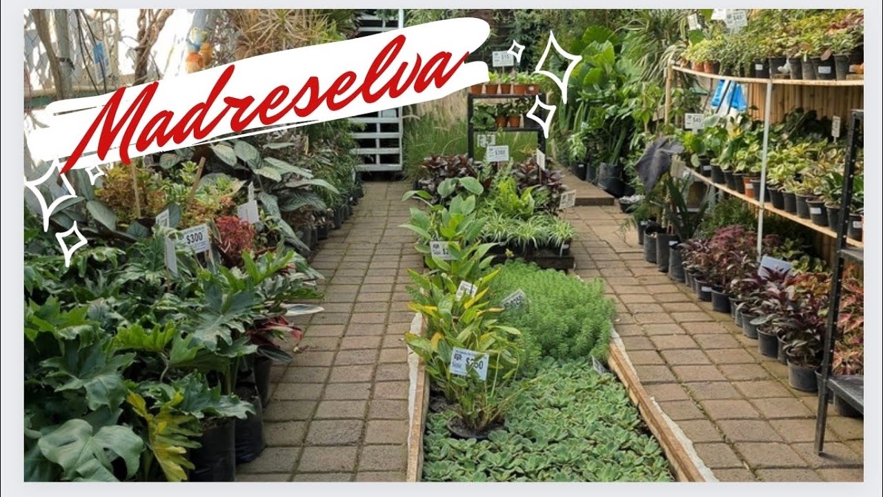 mercado de plantas Madreselva 🪴| xochimilco | les enseño mis suculentas😁