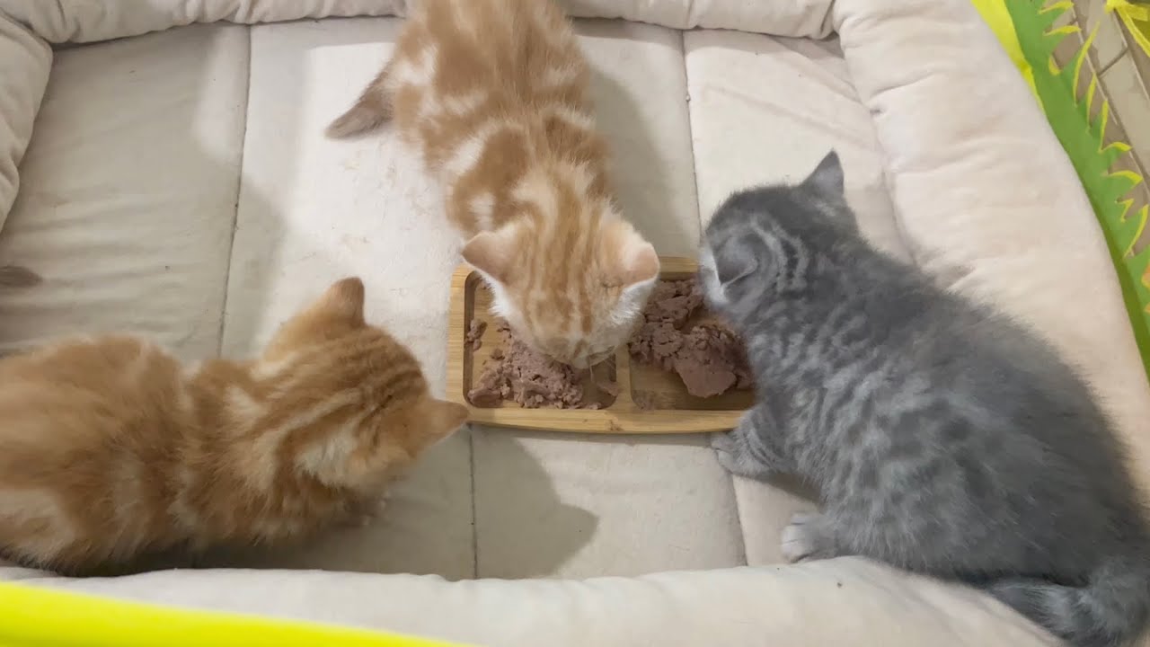 1日遅れで2番目に離乳食を食べることができたのは果たして...！？