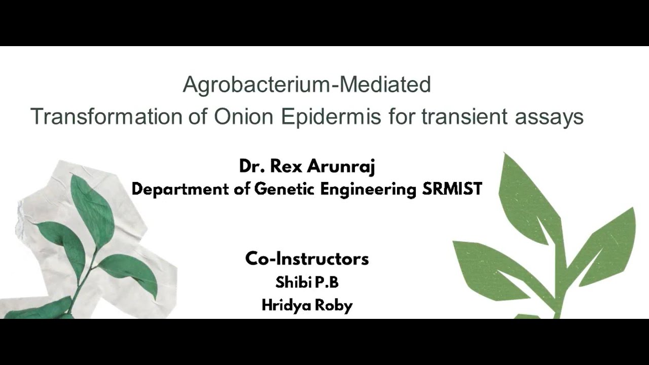 Gene Expression using transient expression in onion epidermis| Dr. Rex Arunraj | Genetic Engineering