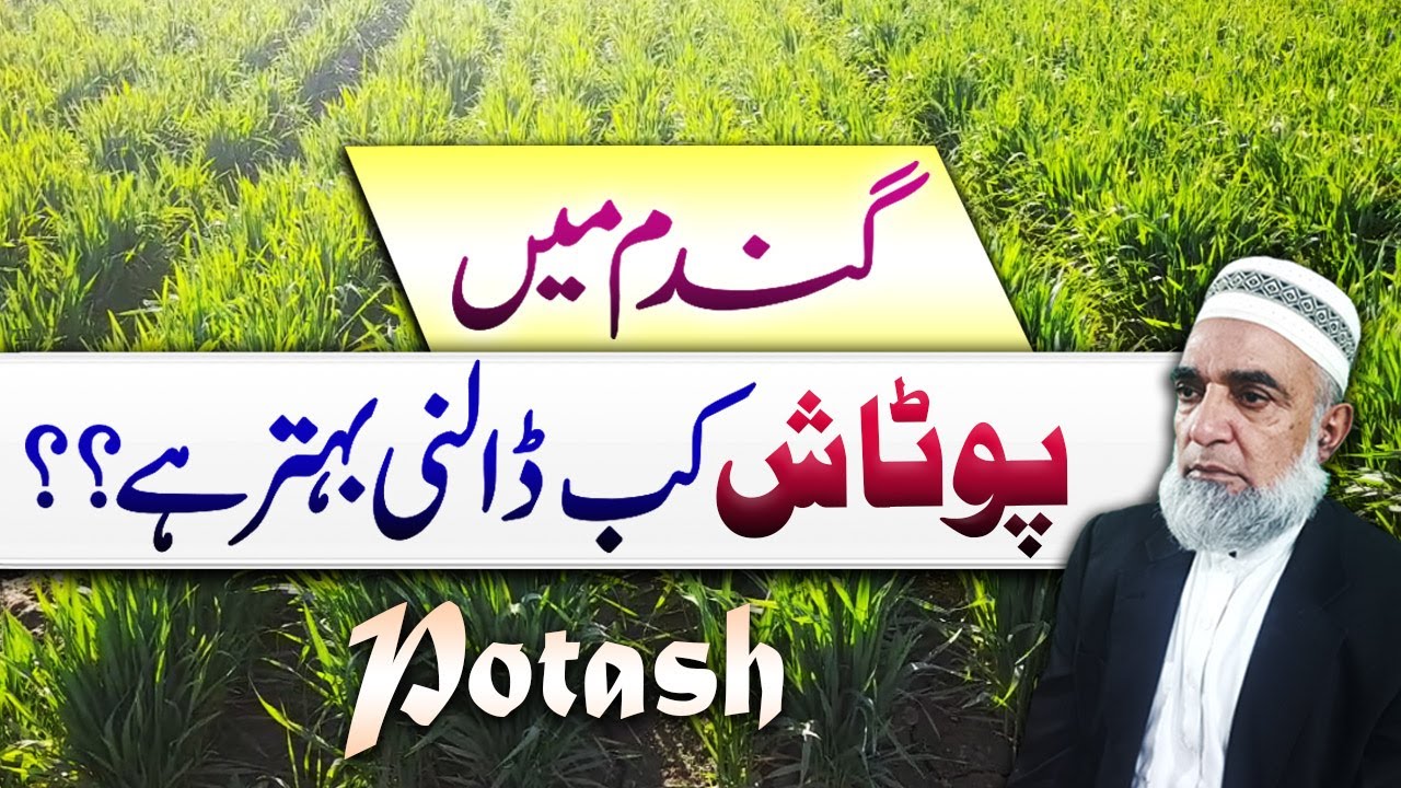 When to use Potash in wheat crop || Crop Reformer