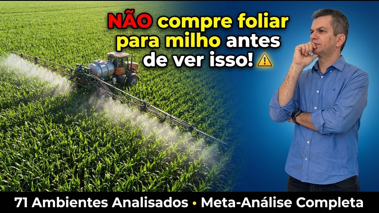 Adubação foliar no milho: o que realmente funciona segundo 71 ambientes testados?