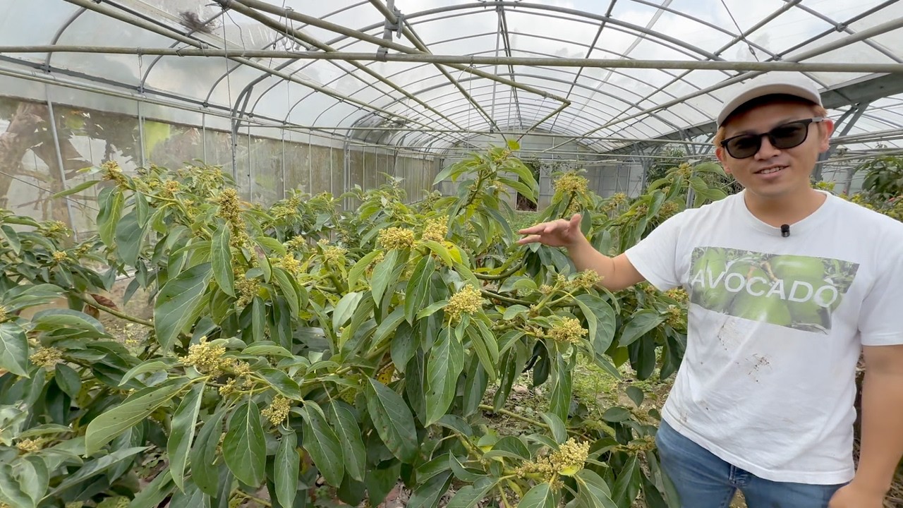 The Secret Method to Train Fruit Trees Ultra Low !!!!!!!!!!!!!!!!!!