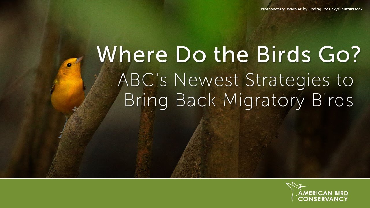 Where Do the Birds Go? ABC's Newest Strategies to Bring Back Migratory Birds | ABC Webinar