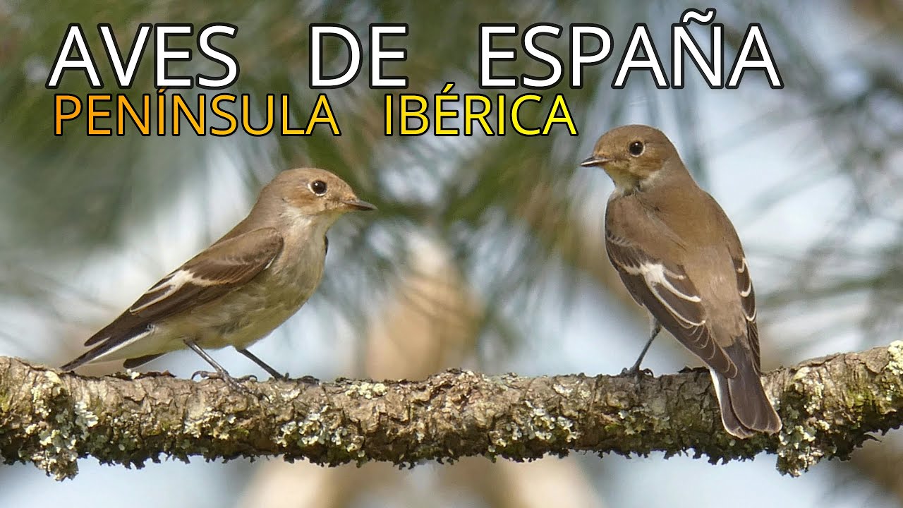 Aves de España||Pequeños Documentales en 4k||Papamoscas cerrojillo 🐦||Ficedula hypoleuca.