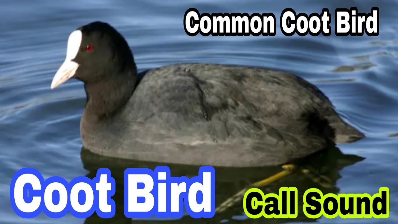 coot bird call sound || Common coot birds call sounds || Best Call sound coots