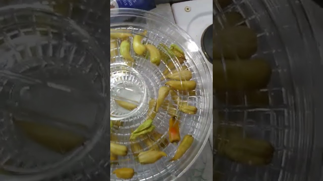 Chili kuivatus 2
