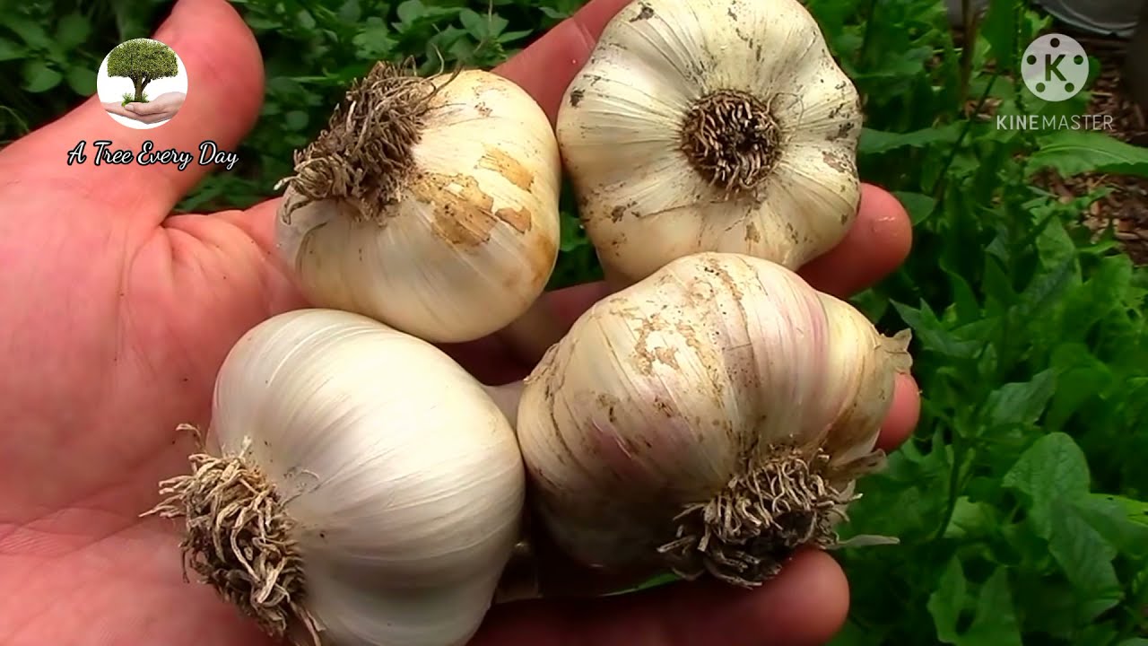 الطريقه الصحيحه لتخزين الثوم ليعيش عام كامل دون افراغه - The best way to store garlic