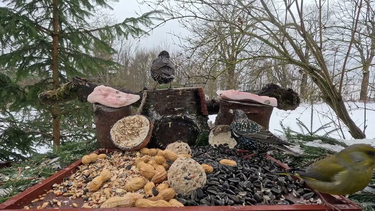 🔴📺 Špačci nechávají děkovat 🐦🌻🥜🍀