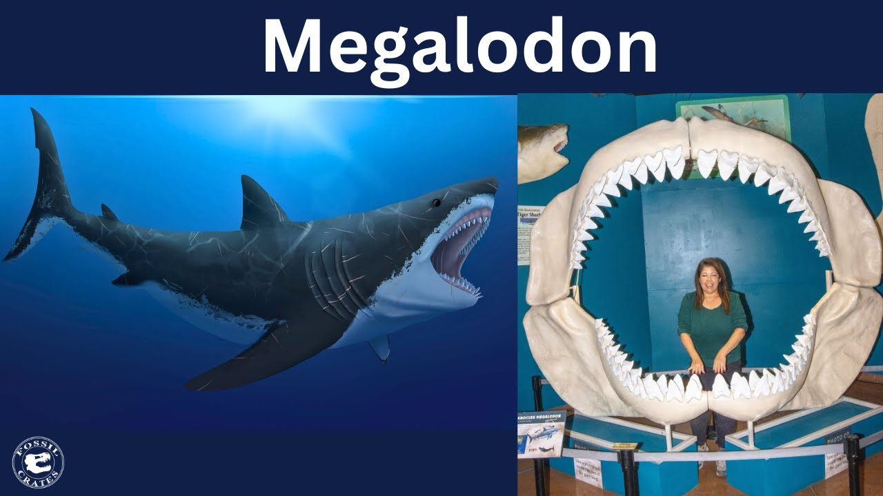 Otodus (=Carcharocles) megalodon: Largest Predatory Shark Ever!