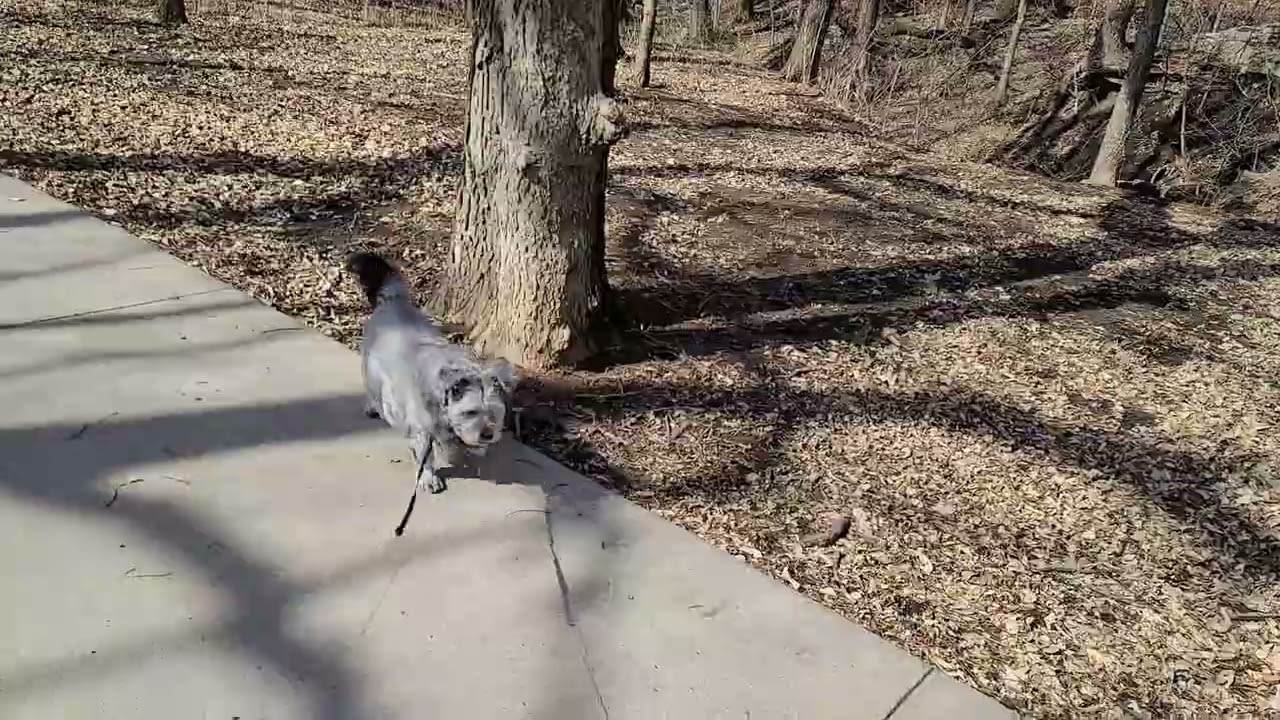 Going for a walk with Zoe Part 1 - in 4K