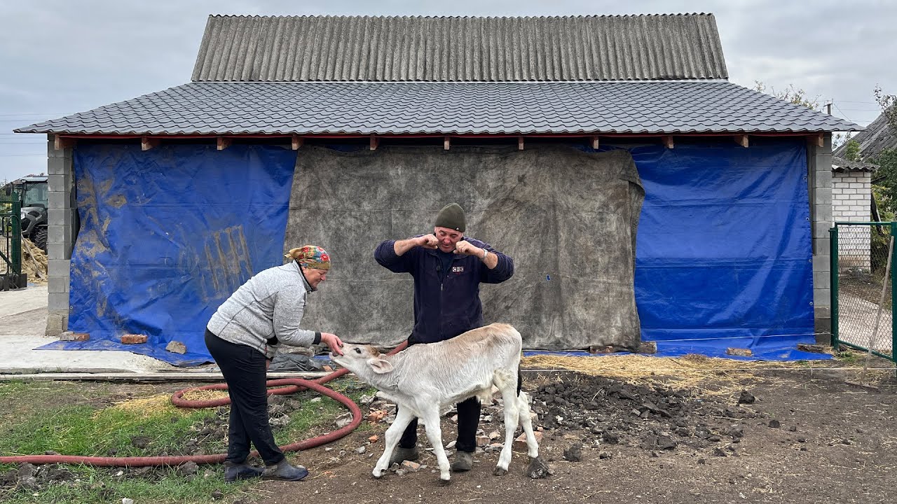 Все буде Україна! Отел — від радості до смутку… До останнього рятували корову…