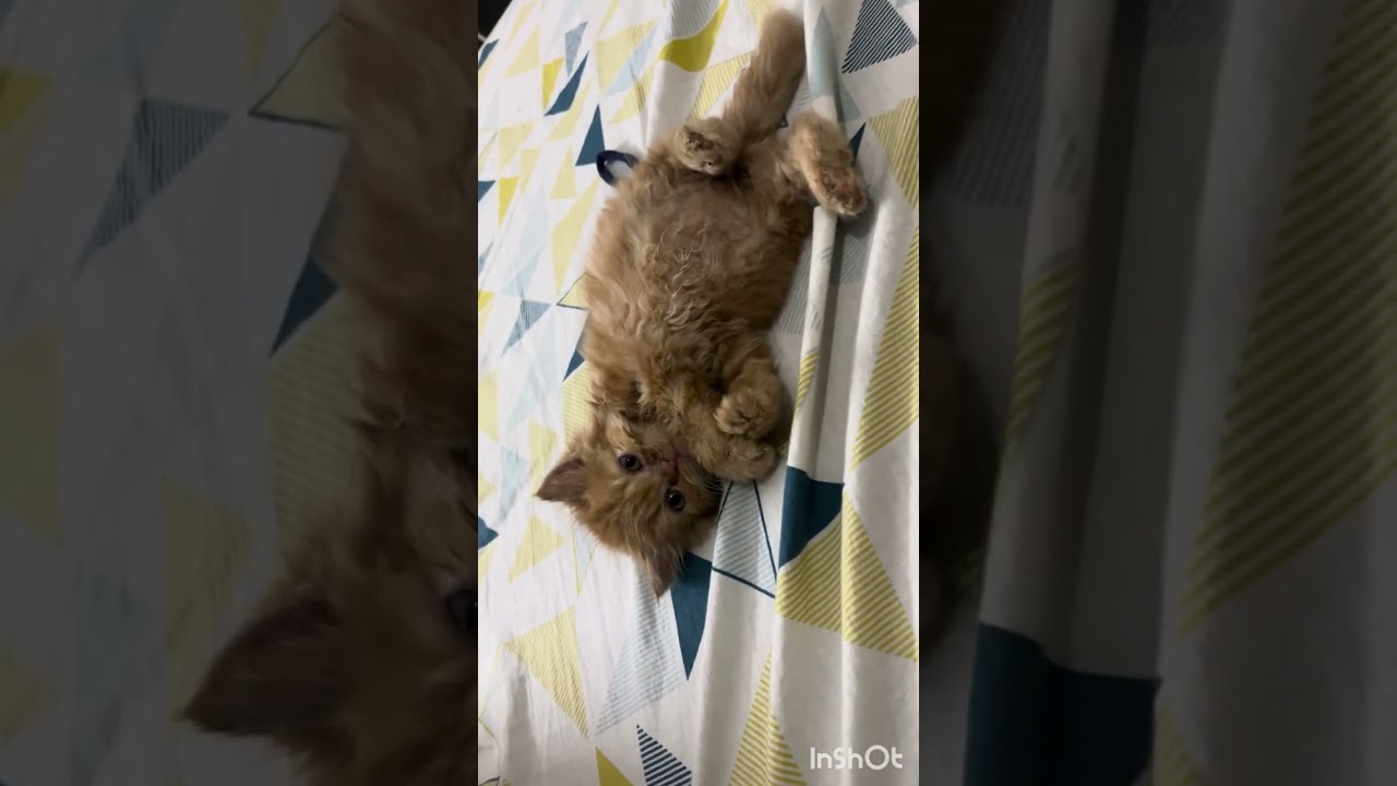 5 minutes of pure cuteness | Simba’s journey (1 month old kitten)