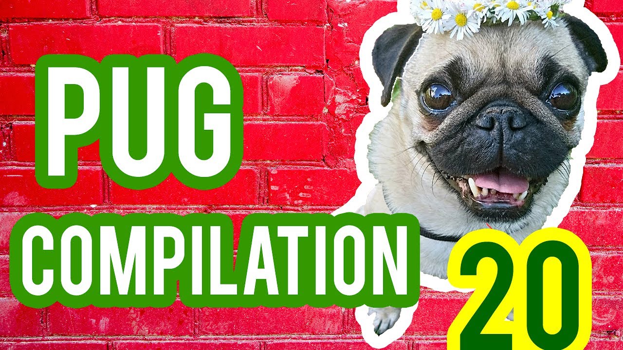 Pug Compilation 20 - Funny Dogs but only Pug Videos | Instapugs