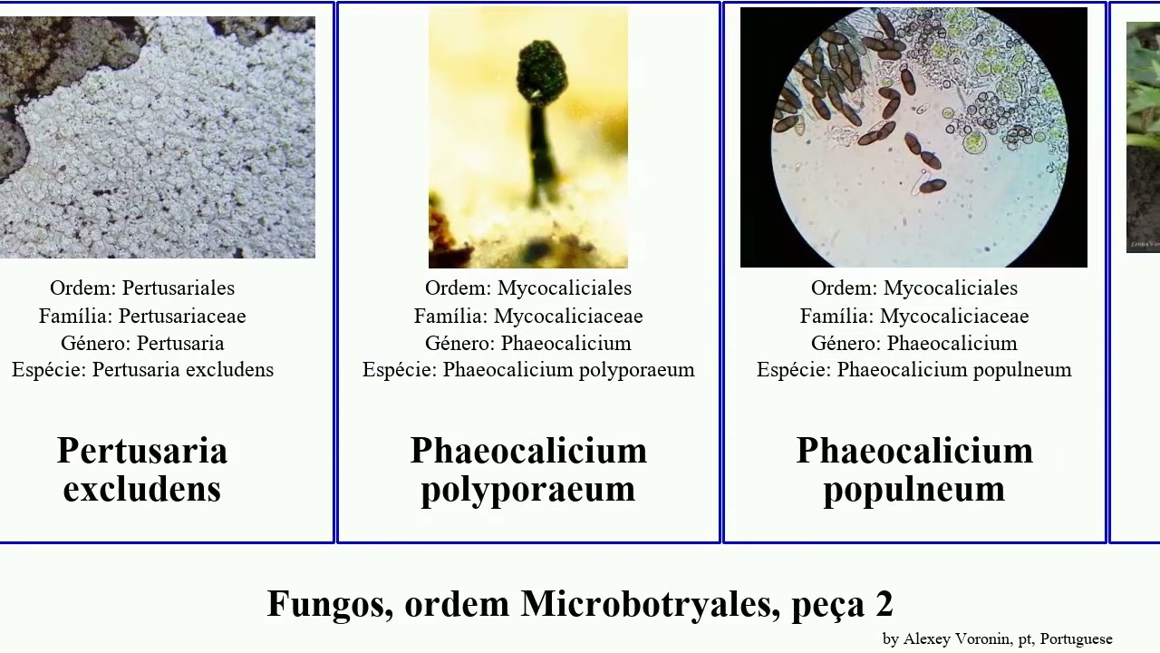 Fungos, ordem Microbotryales, pe&ccedil;a 2 porpidia microbotryum opegrapha fungus candida canadensis