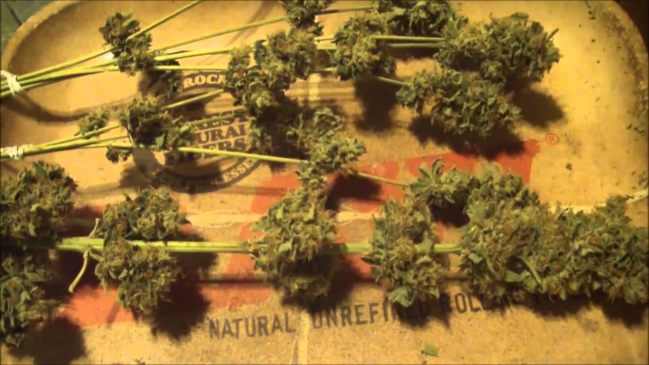 Mernagh Grows Marijuana: Kush n Cheese